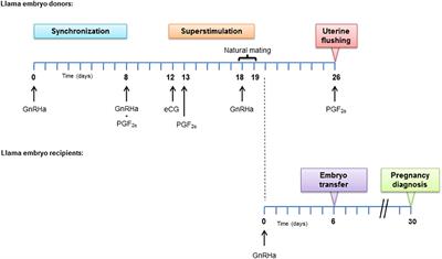 Development of a GnRH-PGF2α Based Synchronization and Superstimulation Protocol for Fixed-Time Mating in Llama Embryo Donors